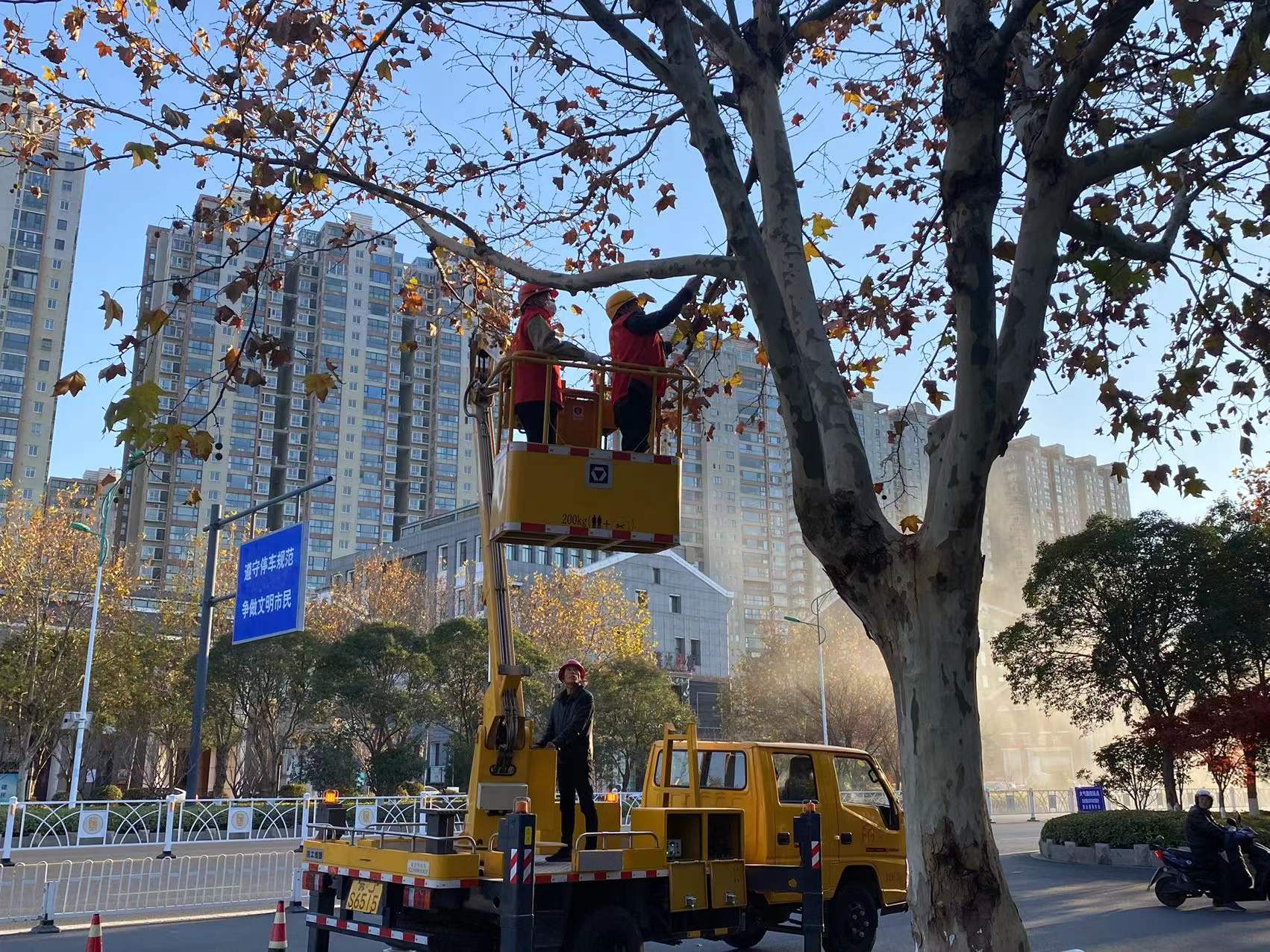 现场修剪 现场修剪